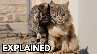 How do cats reproduce? Explained