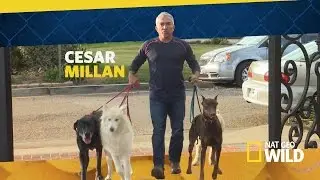 NatGeo Wild - Cesar 911