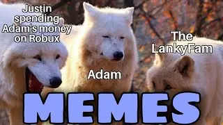 LankyBox MEMES!!!