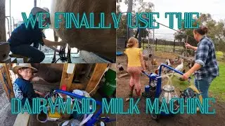 Our Biggest Fan visits 🤠 & milks ALL the milk cows 🐄