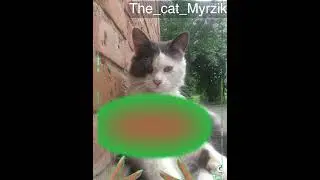 Однажды я уехала тусить а Турцию💸 #cats #cutecats #рекомендации #инстасамка #тренды