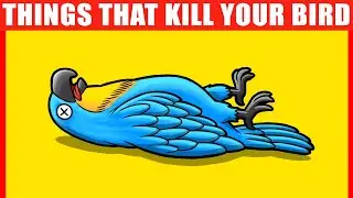 These 15 Things Can KILL Your Bird (Parrots, Parakeets, and Others)