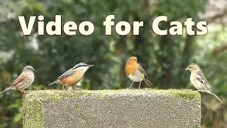 Video for Cats ~ A Fun Little Video for Cats to Watch