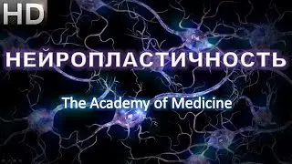 Нейропластичность в зрелом возрасте - миф или реальность?