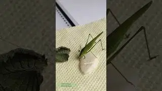 Кузнечик кушает яблочко / Насекомые дома