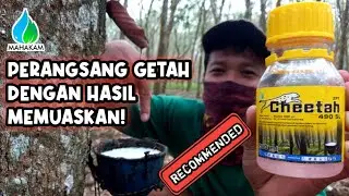 Rekomendasi Banget Untuk Petani Karet!