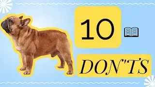 10 DONTS When Breeding French Bulldog