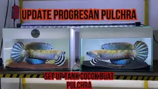 Channa Blue Pulchra | Channa Paling Gampang Di Progres Cocok Buat Pemula