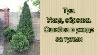 Туи.  Уход, обрезка.  Ошибки в уходе за туями