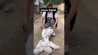 exotic rabbit 🫢 #rabbit #rabbitvlog #shorts #short