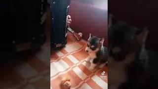 ЩЕНОК ХАСКИ ПОЁТ ПОД ГАРМОНЬ