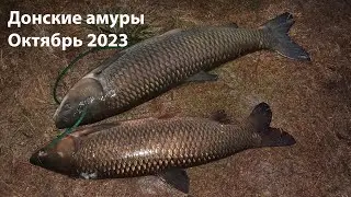 Донские амуры октябрь 2023 подводная охота 2023 ночная подводная охота 2023 охота на амура 2023