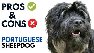 Portuguese Sheepdog Spaniel Pros and Cons | Cão da Serra de Aires Advantages and Disadvantages