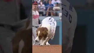 Decoy fetched the first pitch tonight for Shohei Ohtani! 🥺🐶