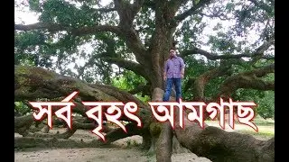 ঐতিহাসিক সূর্যপুরী আম গাছ ।। ঠাকুরগাঁ