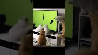 Какие они классные! 😻😸 Только посмотри на этих котиков 🥰😼 #shorts