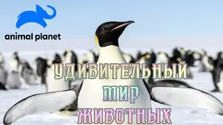 Удивительный мир животных (2). 