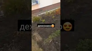 Мошоллох 