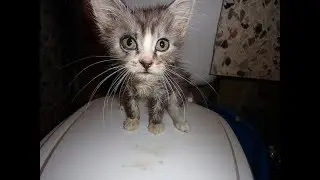 Котёнок жалобным взглядом смотрел в след хозяевам, которые бросили его.