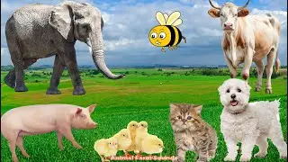 Farm animals and Their Sounds: Cow, Pig, Elephant, Duck, Cat, Chicken - Animal Videos