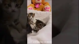 FUNNY CAT VIDEO 2024 😂😍TRY NOT TO LAUGH 😂 NEW FUNNY ANIMALS