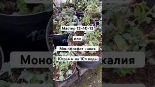 Подкормки растений зимой в теплице ☘️ 