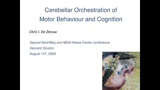 BrainMap: Cerebellar Orchestration of Motor Behaviour and Cognition