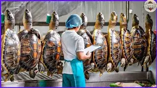 How Turtle Catch and Cook to Most Expensive Turtle Stew | Processing Factory