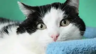 Бездомные кошки. Ищут дом.