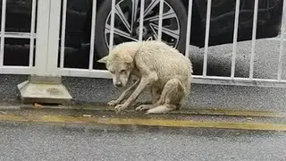 In the heavy rain, he sat exhausted in the middle of the highway, trembling and calling for help