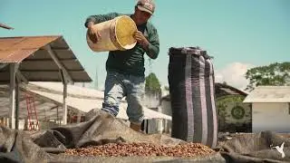 Watch farmers store cacao beans at Coop  Paraiso