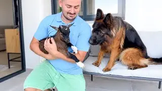 German Shepherd Reacts to Seeing a Goat for the First Time