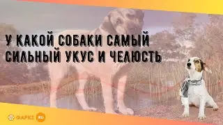 У какой собаки самый сильный укус и челюсть