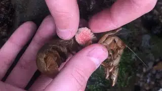 Millions of Shrimp Are Infected By Parasites 