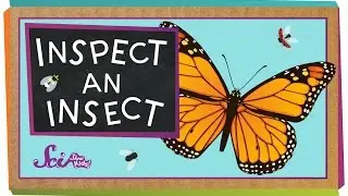 Inspect An Insect