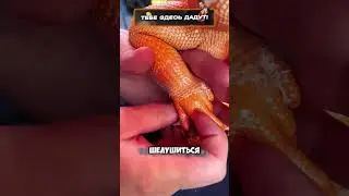 Ящерица-дракон 🐉 