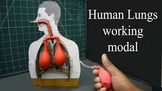 Human Lungs Working Model |  best and easy school project for students | DM