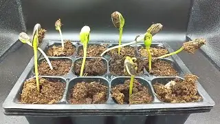 Time-Lapse | Sunflowers seed germination in seed tray.  Happy seed^^ Must see!