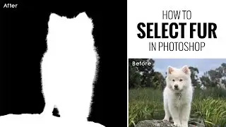 How to Select Fur or Hair in Photoshop [Photoshopdesire.com]