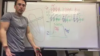 Heart Muscle (myocardium) Action Potential | Cardiology