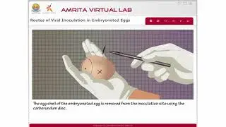 Routes of Viral Inoculation in Embryonated Eggs