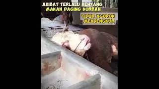 Terlalu kenyang makan daging kurban, pules banget tidurnya Bro #hewankurban #iduladha2024 #iduladha