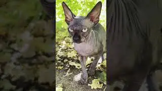 Лысая кошка Сфинкс поссорилась с друзьями