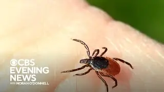 Growing number of meat allergy cases linked to tick bites, CDC warns