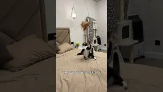 ТРЕНИРОВКА ШАТАЮЩЕГОСЯ КОТА 