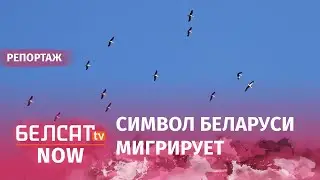 Огромная стая аистов улетает из страны