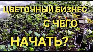 С чего начать тепличный (цветочный) бизнес .. важные составляющие