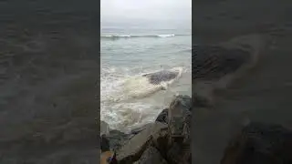 Whale at Preston Beach Marblehead. MA. Washed up whale. 