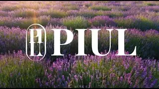 피울 PIUL 프리미엄 니치퍼퓸