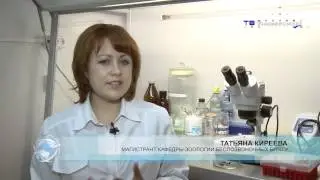 Ученые ТГУ обнаружили чистую породу среднерусской пчелы